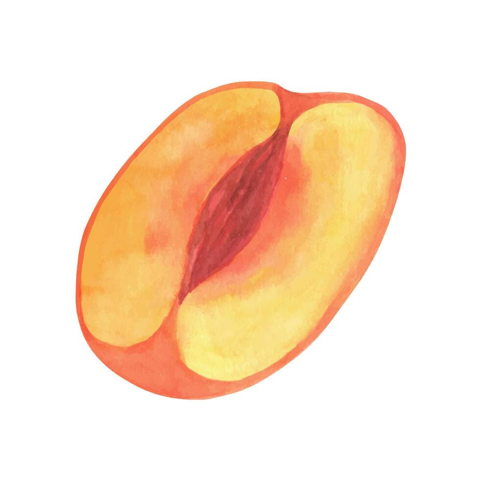 Cute peach fruit watercolor clipart, fresh summer fruit. Illustrations of peach branch with green leaves vector