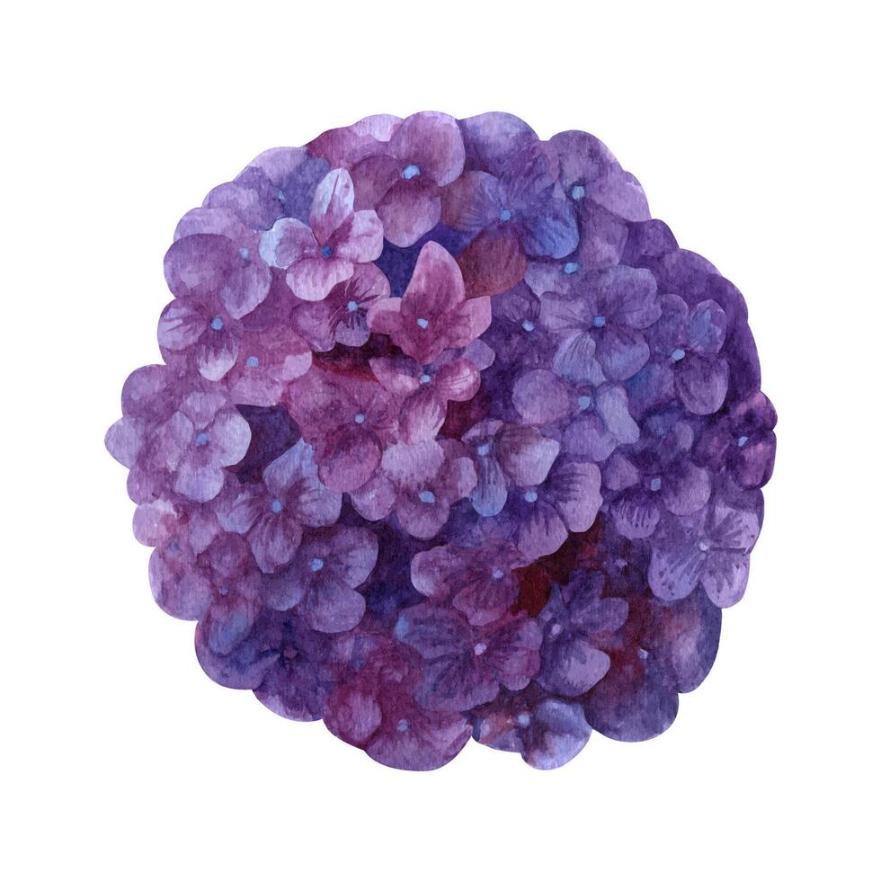 Watercolor purple hydrangea blooming clipart, summer flowers petals. vector