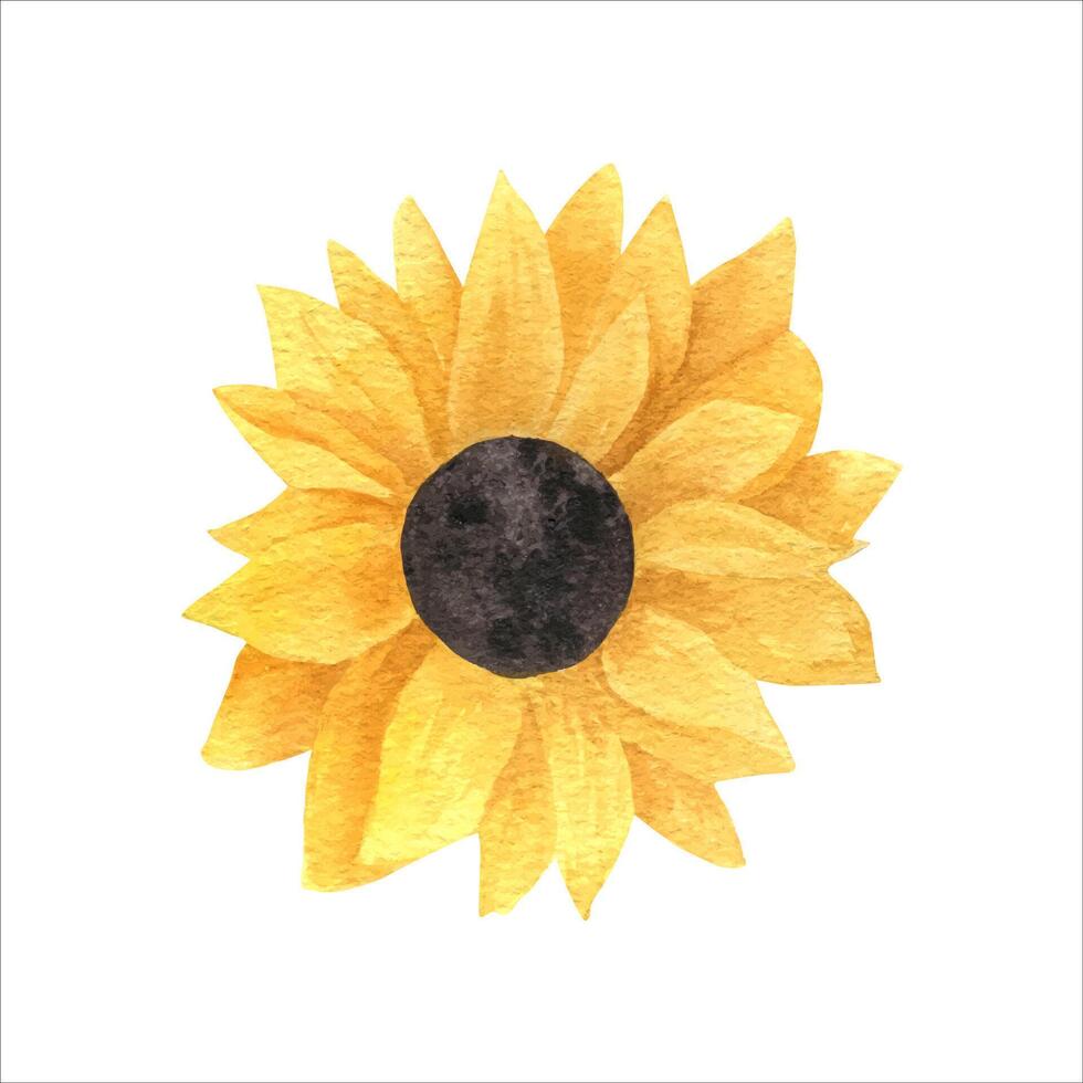 realista acuarela girasol vector