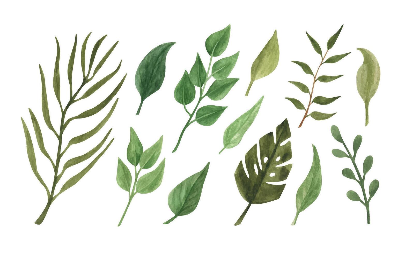 Hand drawn boho green leaves. Watercolor illustration for wedding decoration and arrangements. vector