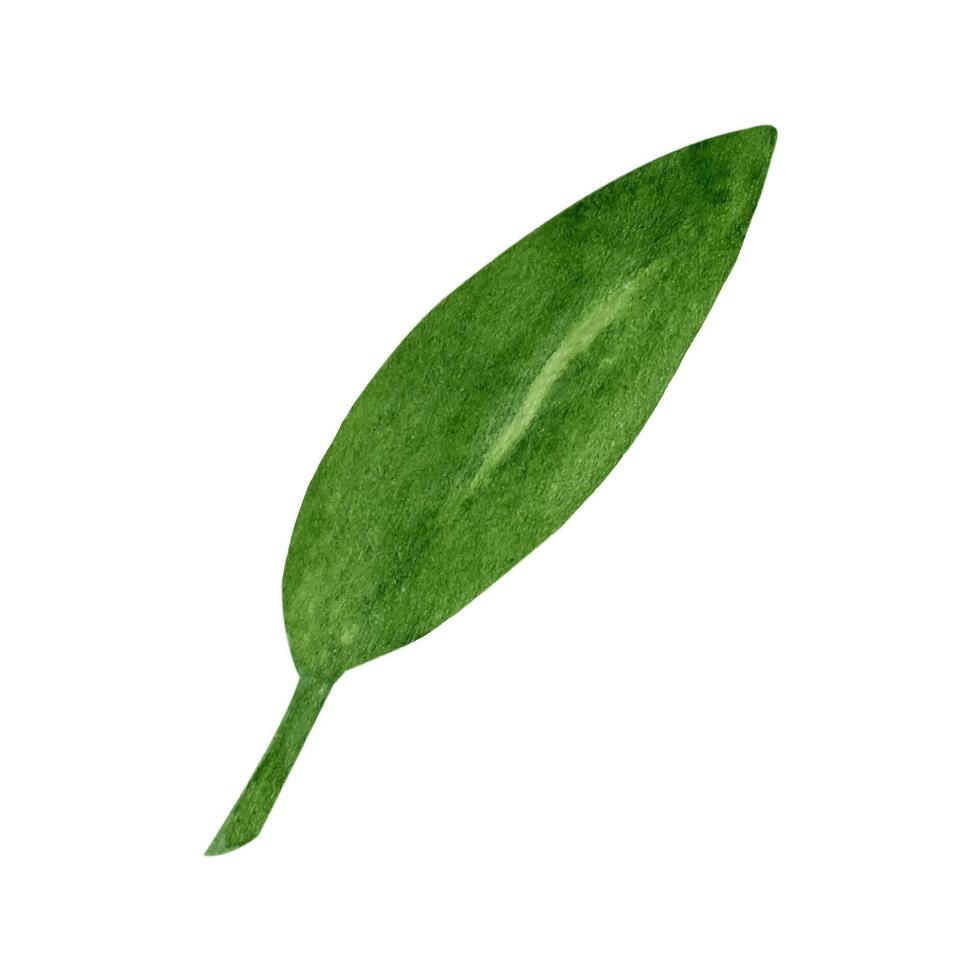 aceituna hojas rama. acuarela clipart vector