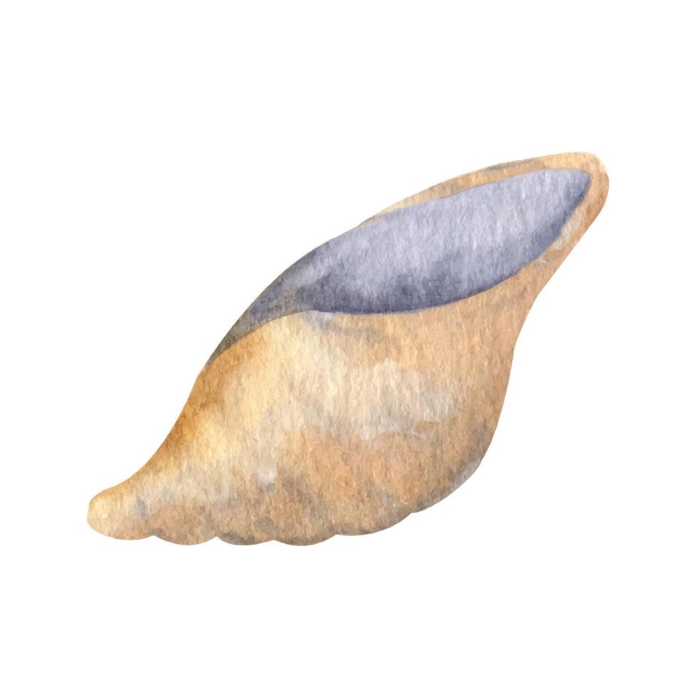 Cute seashell, summer clipart. Hand drawn watercolor illustration vector