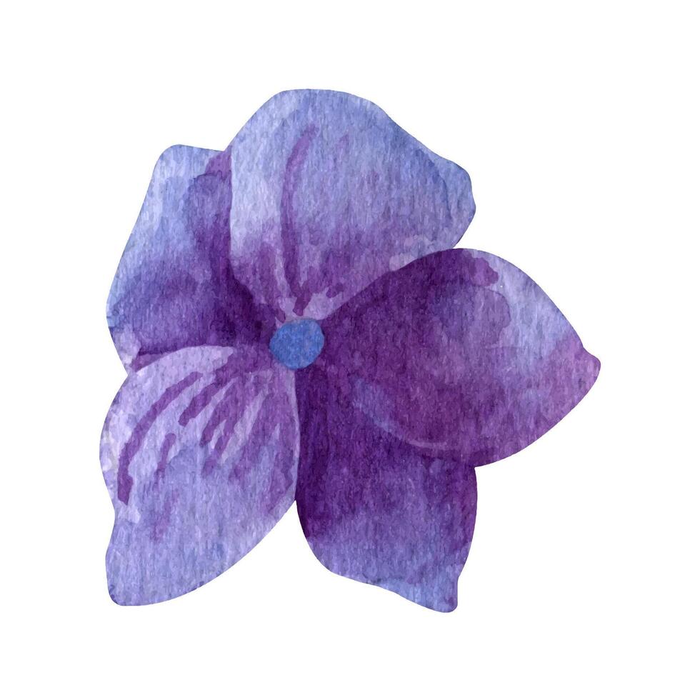 Watercolor purple hydrangea blooming clipart, summer flowers petals. vector