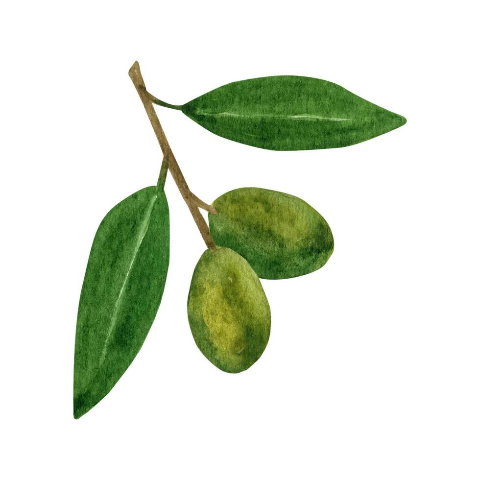 aceituna hojas rama con frutas acuarela clipart. vector