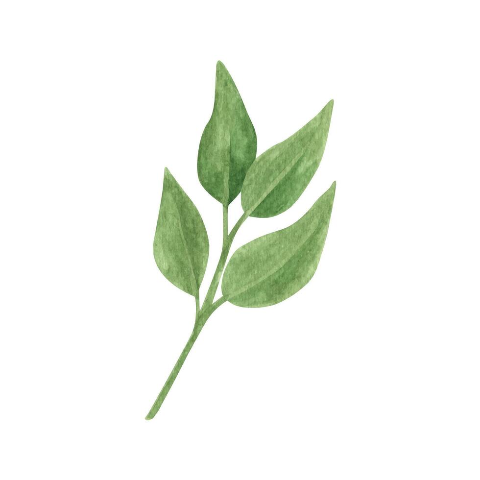 mano dibujado boho verde hoja. acuarela ilustración hojas para Boda decoración y preparativos. vector