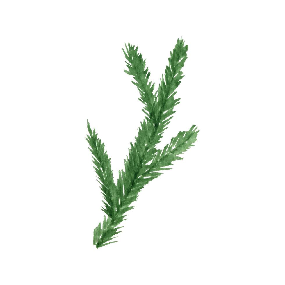 Christmas tree branch. Winter elements. New Year and Christmas watercolor illustrations vector