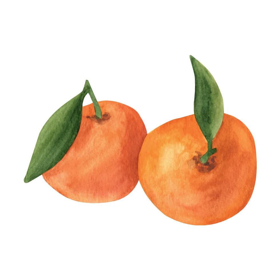 Hand drawn watercolor tangerine, orange clipart vector