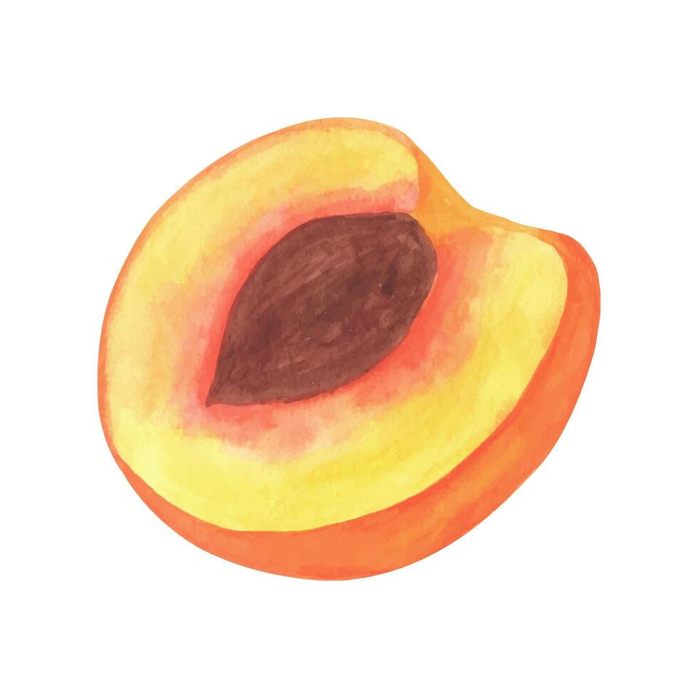 Cute peach fruit watercolor clipart, fresh summer fruit. Illustrations of peach branch with green leaves vector