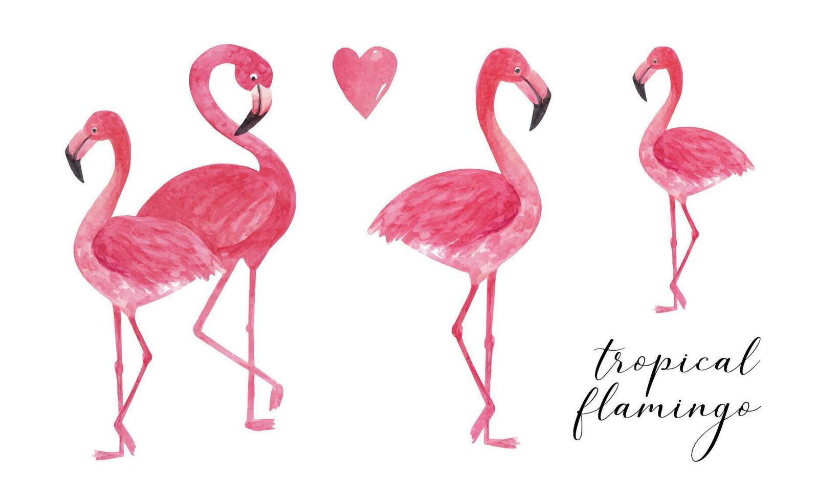 Tropical watercolor flamingo. Beautiful hand drawn illustrations vector