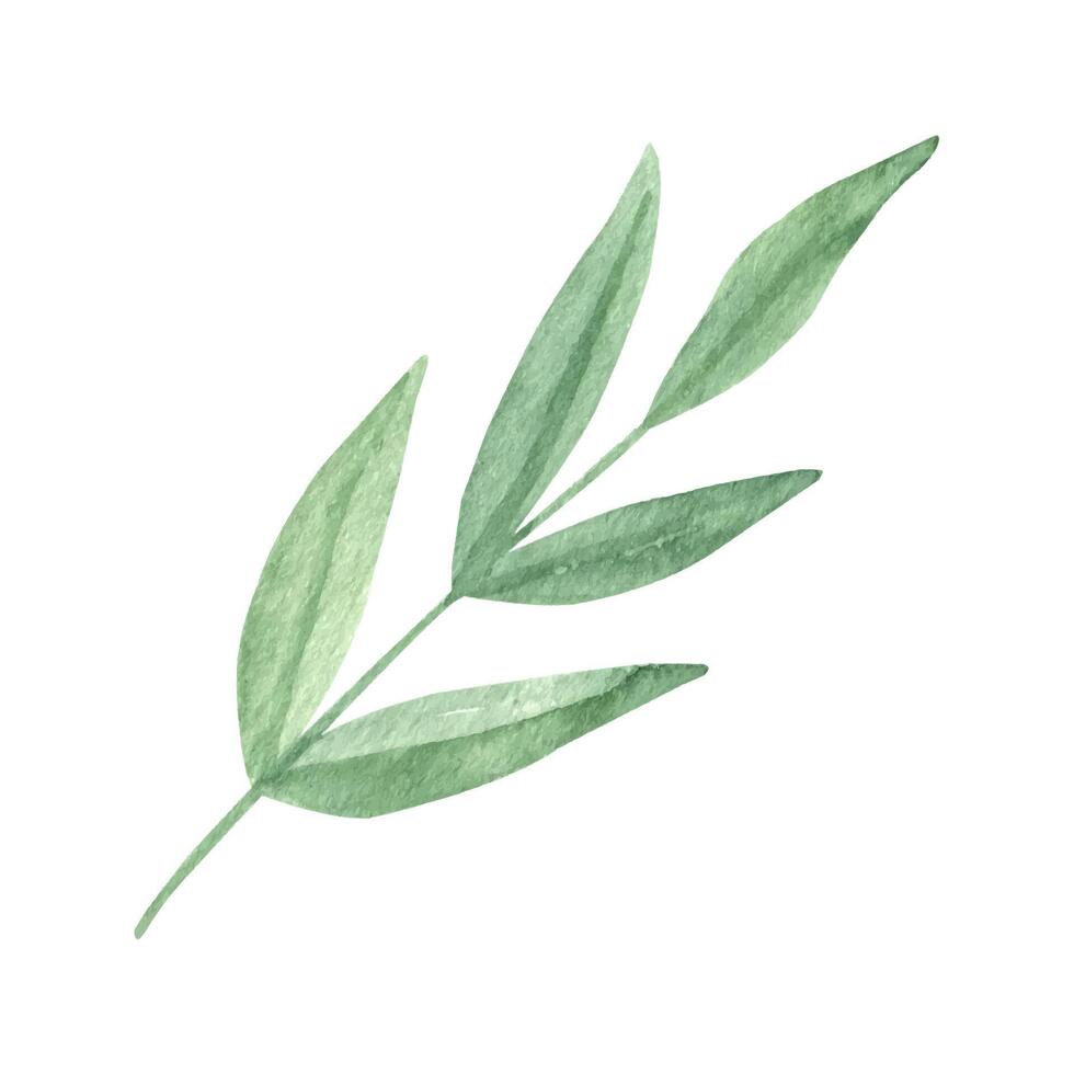 Cute hand drawn green leaf. Watercolor illustration leaves for wedding decoration and arrangements. vector