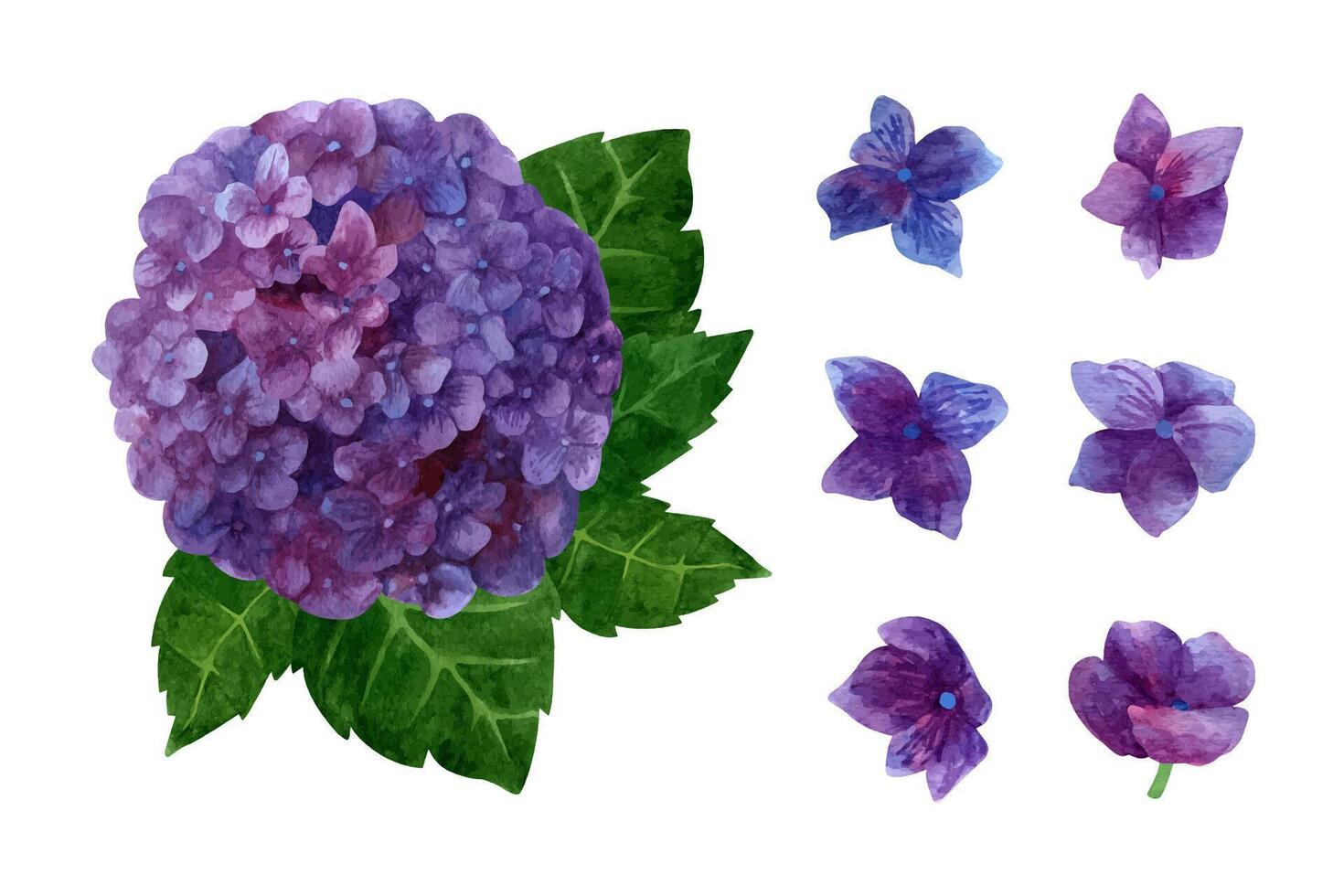 acuarela púrpura hortensia floreciente clipart colocar, verano flores pétalos y hojas. vector