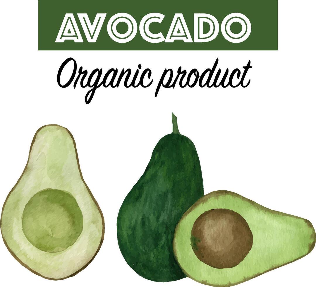Watercolor avocado. Hand drawn organic green avocado slice vector