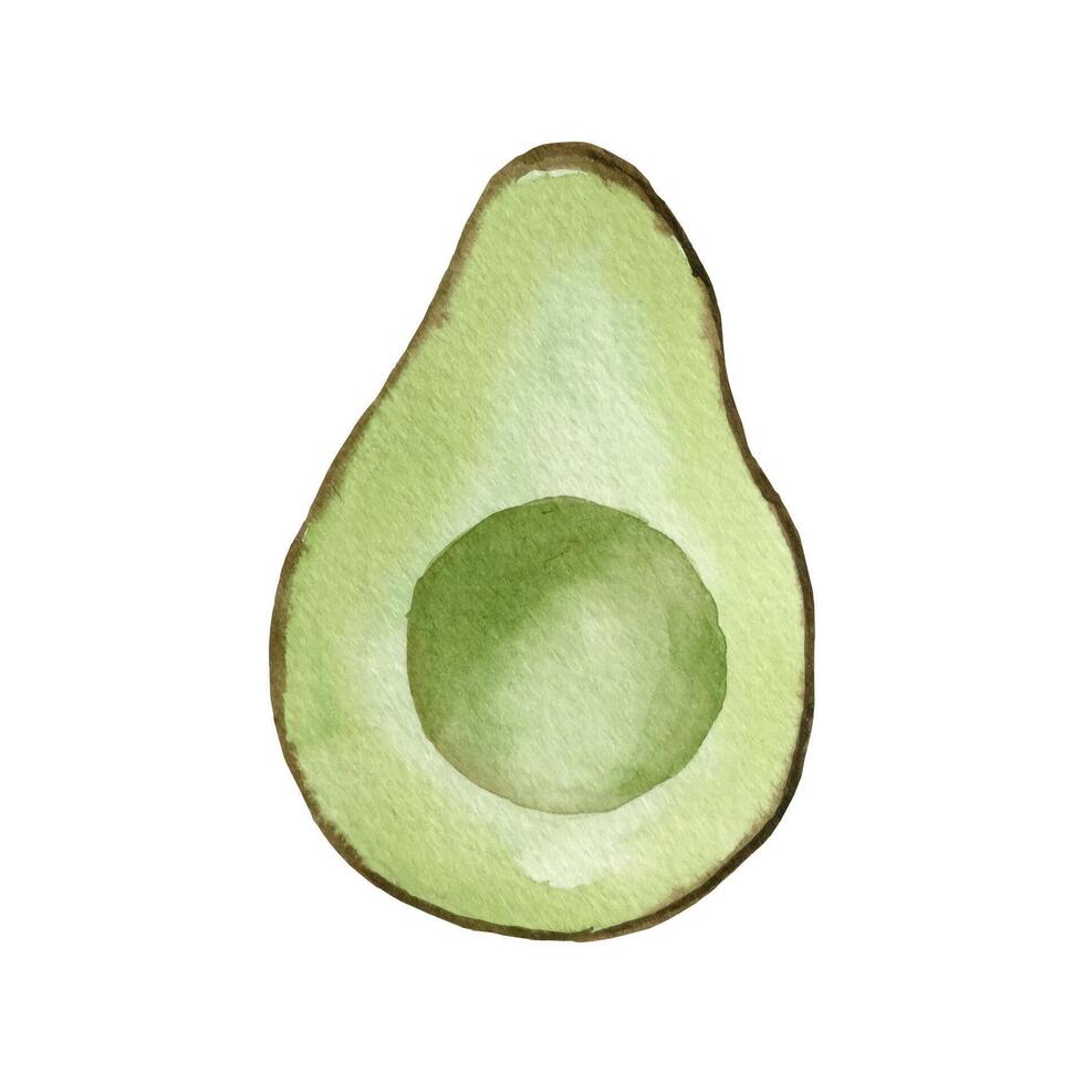 Watercolor avocado. Hand drawn organic green avocado slice vector