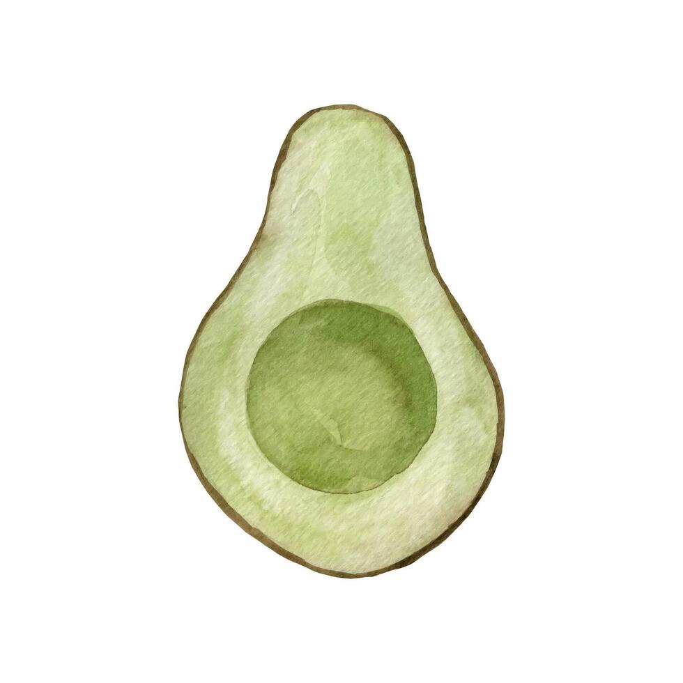 Watercolor avocado. Hand drawn organic green avocado slice vector