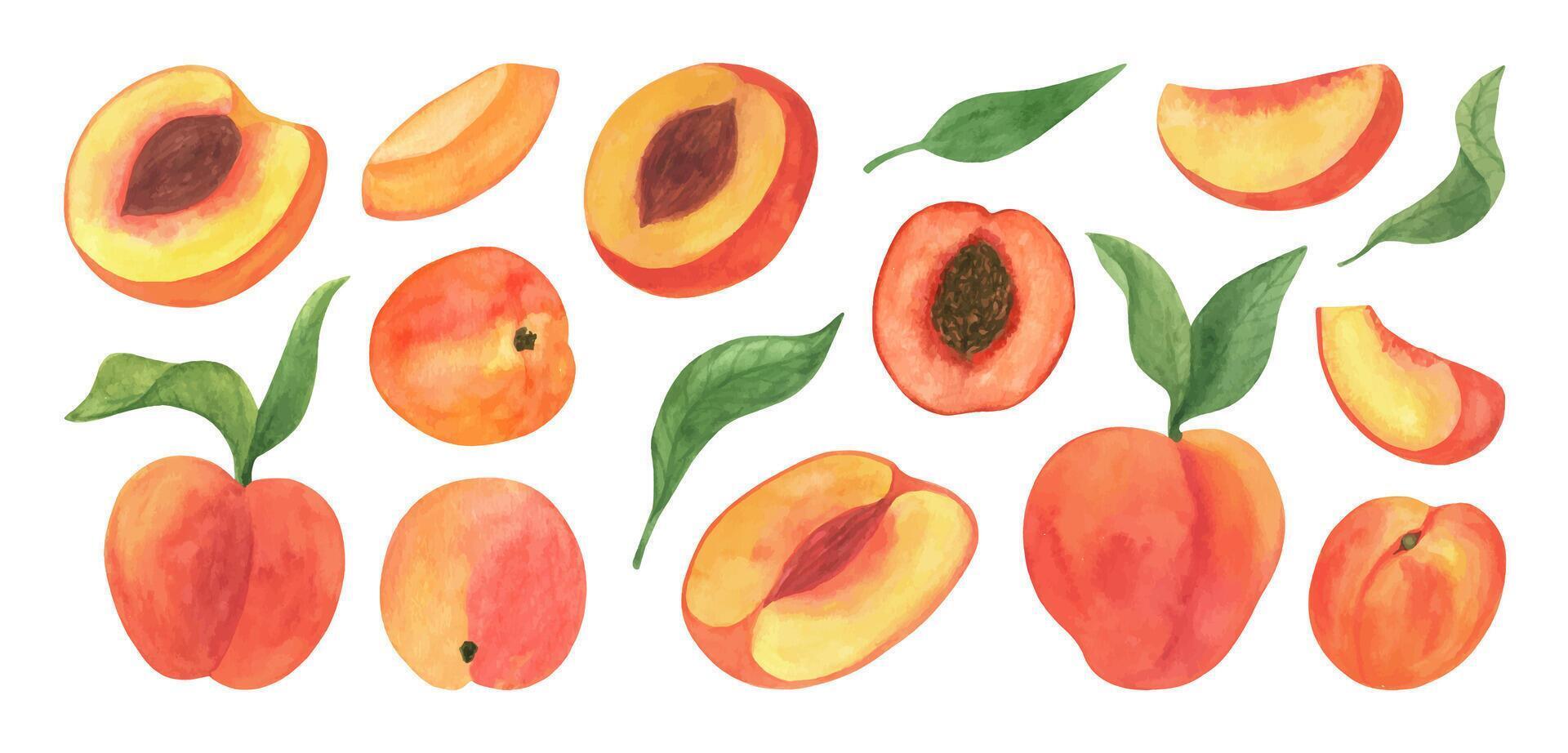 Cute peach fruit watercolor clipart, fresh summer fruit. Illustrations of peach branch with green leaves. Isolated on white background. vector