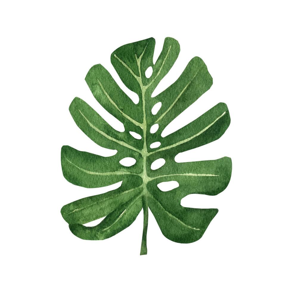 tropical hojas monstruosa. selva botánico acuarela ilustraciones. vector