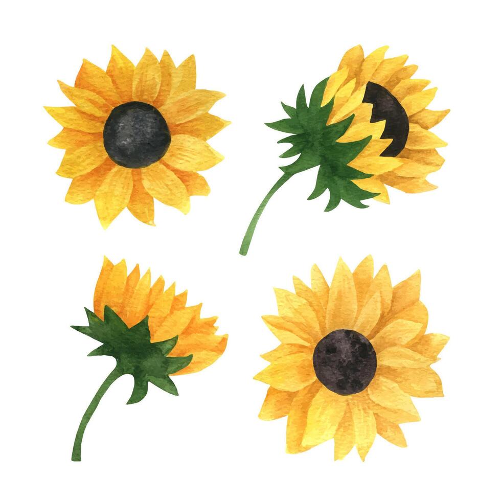 realista acuarela girasoles colección para regalo tarjeta, invitación, Boda menú. floral ilustración aislado en blanco antecedentes. brillante amarillo y verde color. vector