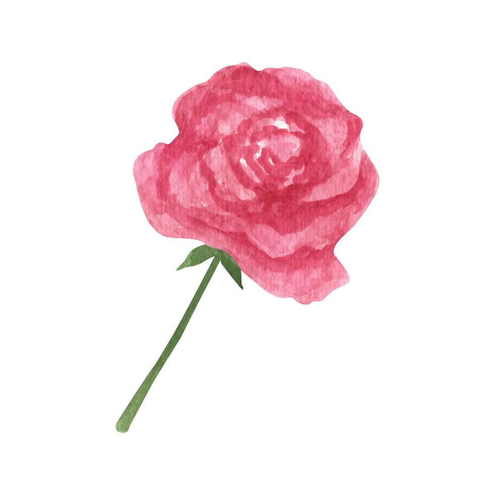 suelto acuarela rosas, boho clipart flores floral Boda ilustración vector
