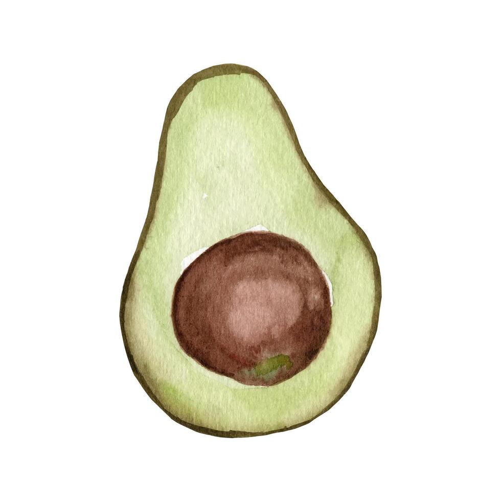 Watercolor avocado. Hand drawn organic green avocado slice vector