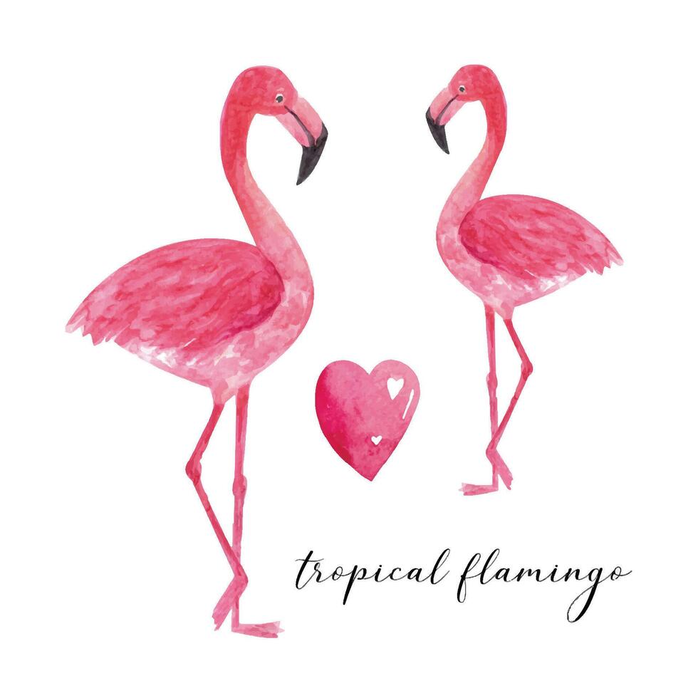 Tropical watercolor flamingo. Beautiful hand drawn illustrations vector