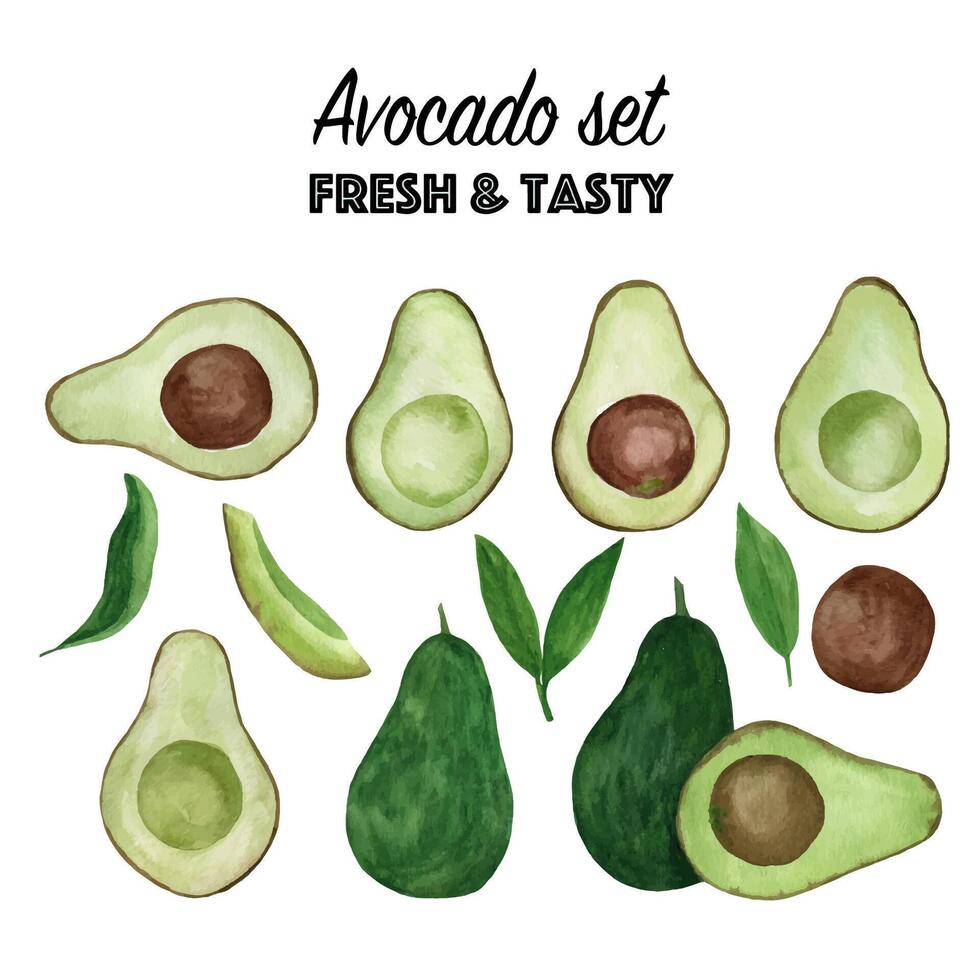 Set of watercolor avocado. Hand drawn tropical illustration. vector