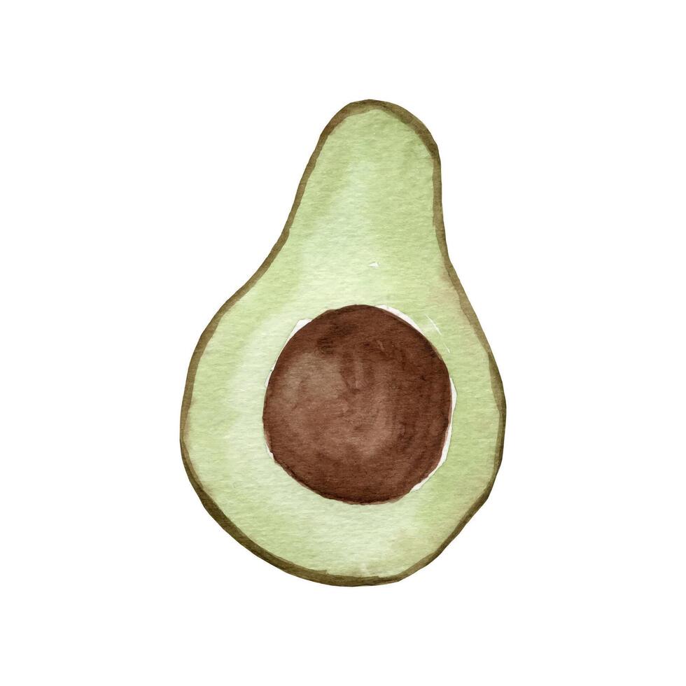 Watercolor avocado. Hand drawn organic green avocado slice vector