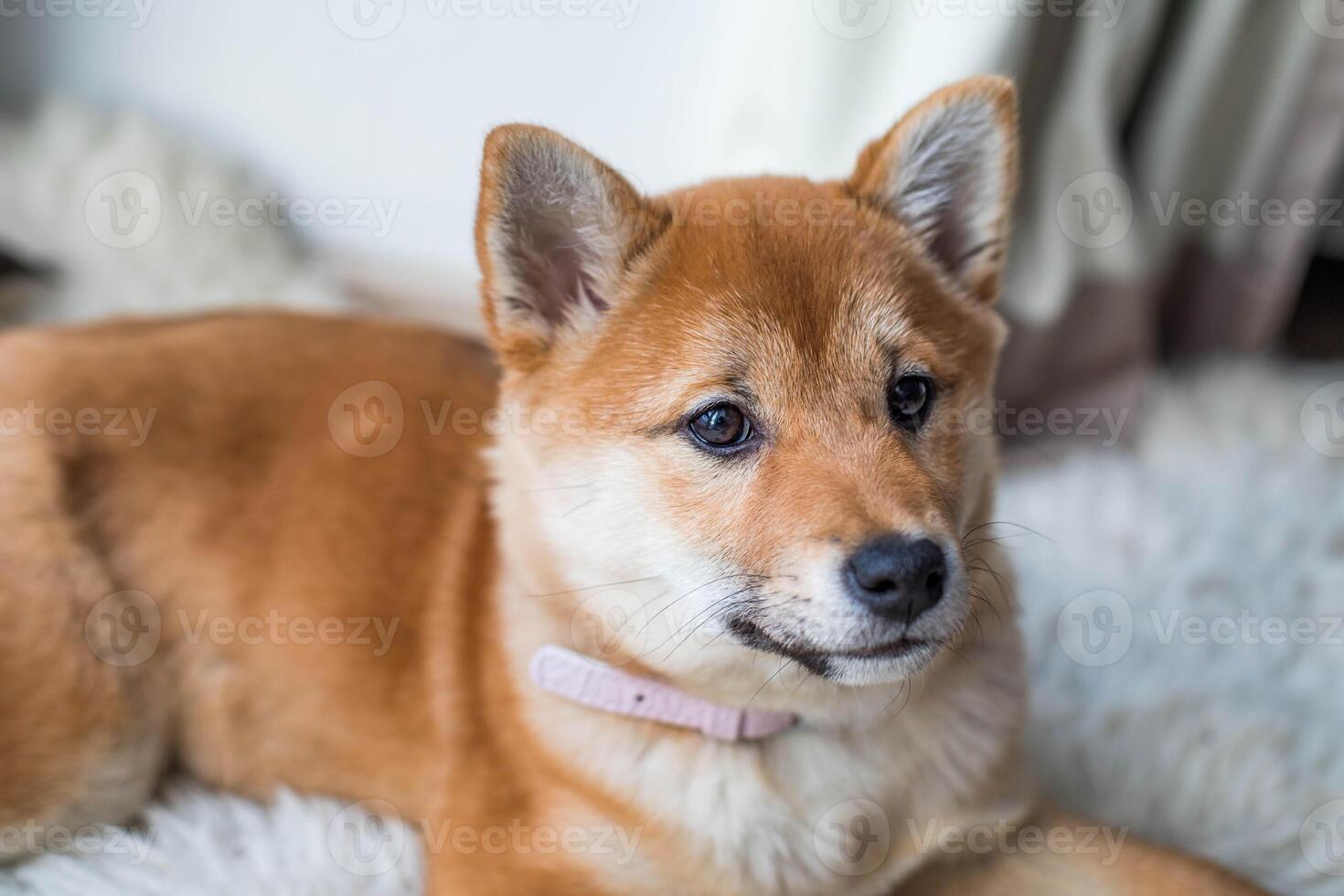 retrato de un linda shiba inu perrito a hogar. foto