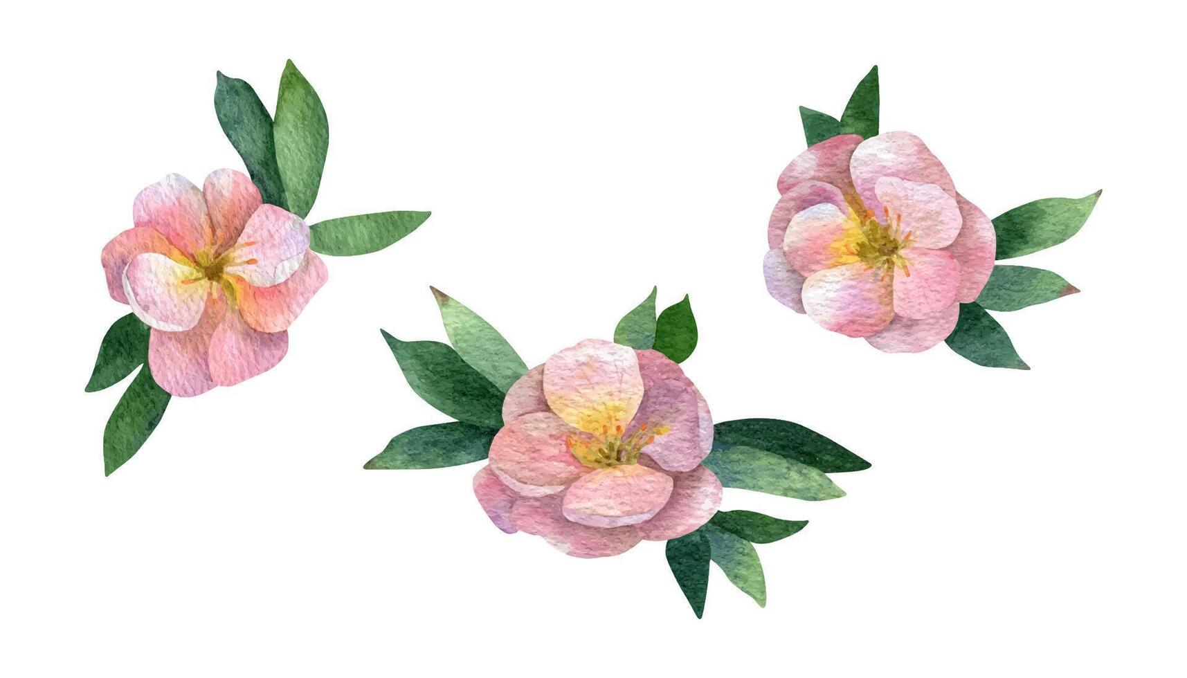 Watercolor pink flower potentilla with greenery vector