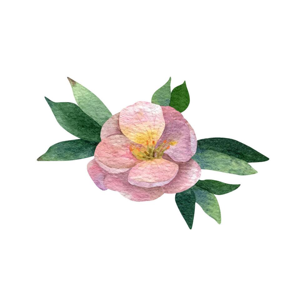 Watercolor pink flower potentilla with greenery vector