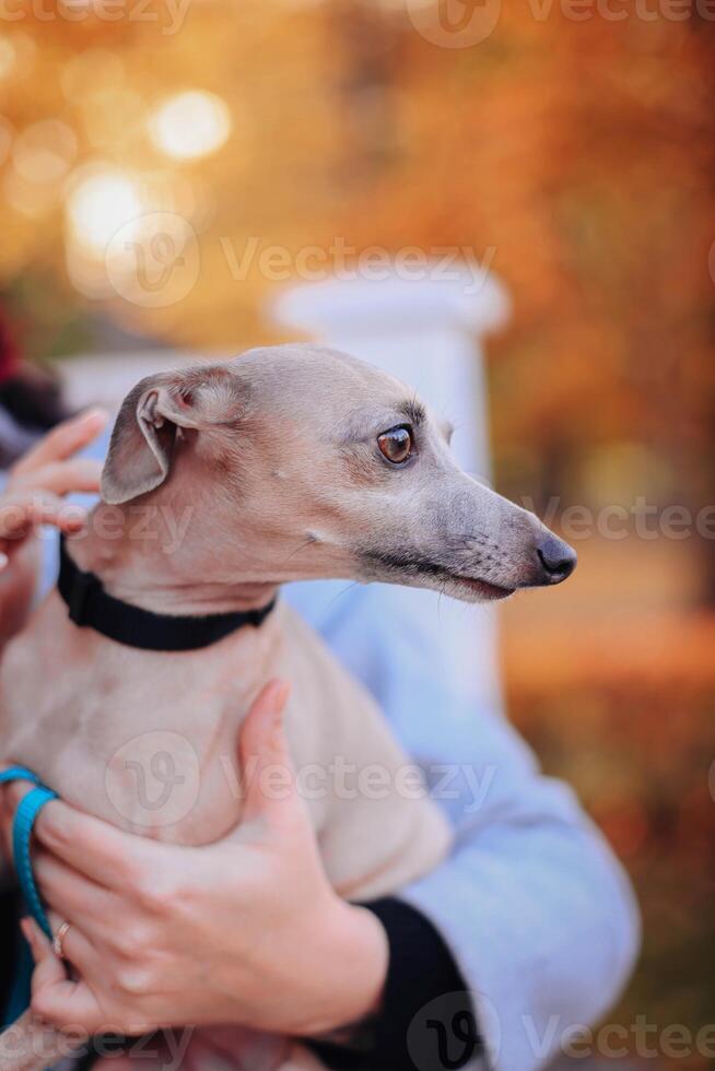 linda lebrel perro en el otoño parque. selectivo enfocar. foto