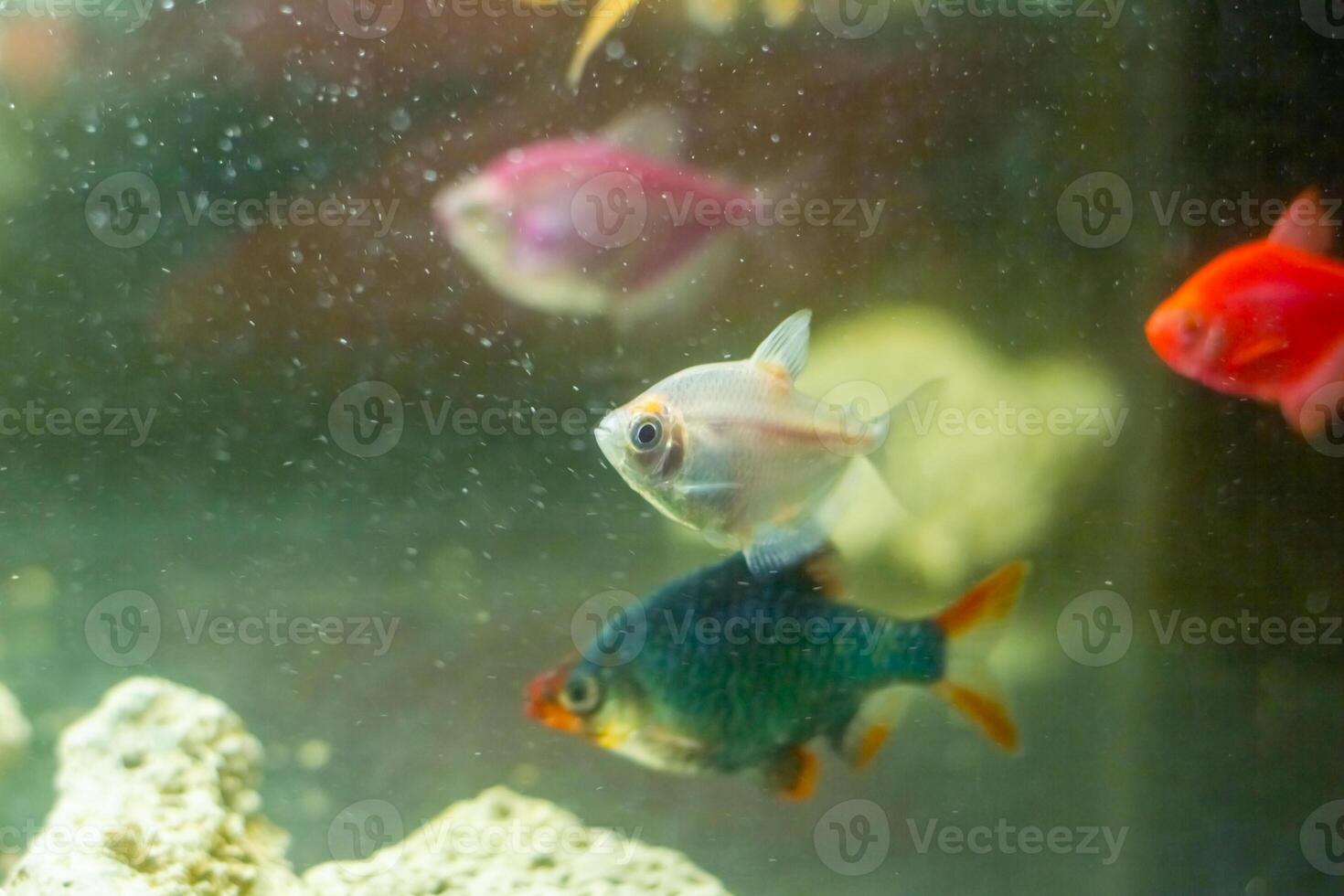 aquarium with fish, colored tropical fishes in aquarium, exotic fishes in aquarium photo