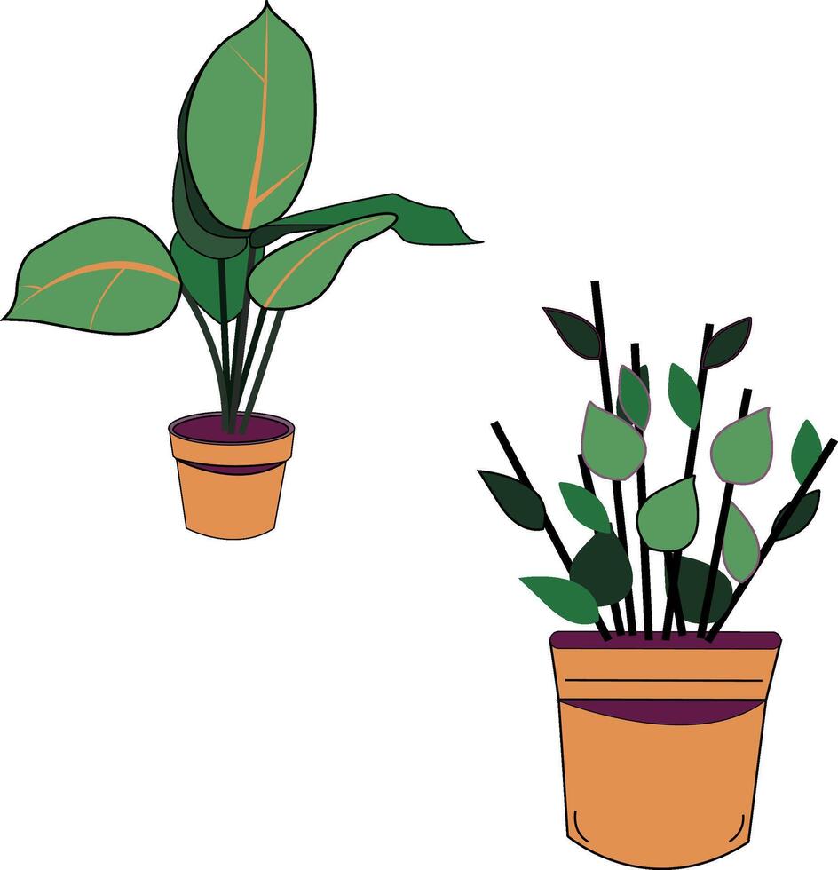 Vector illustration of a flower in a pot isolated on white background. Green flower in an orange pot. Green ficus in a pot. Home plants. Stock illustration of a home flower