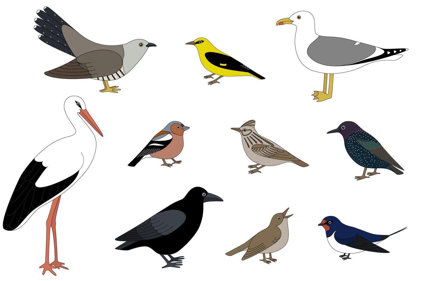 Vector illustration of a group of migratory birds of Europe and Russia