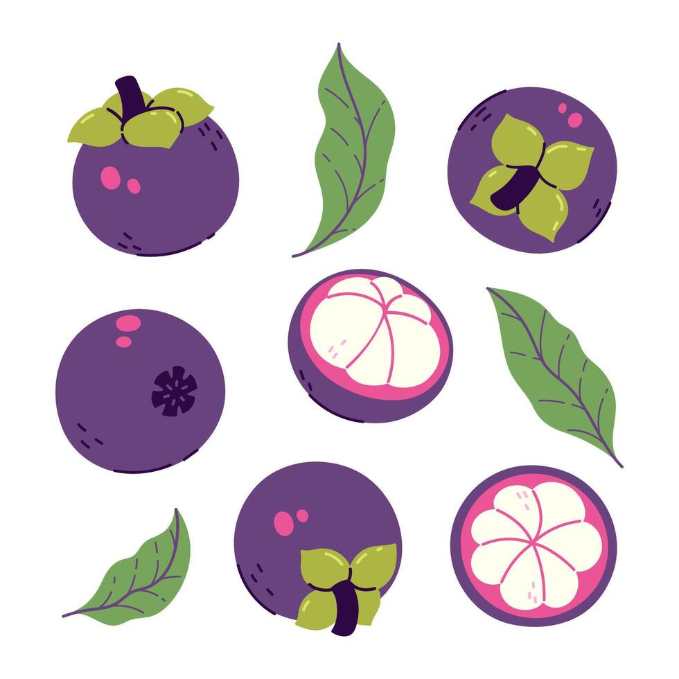 Set of mangosteens and leaves isolate on a white background. Vector graphics.