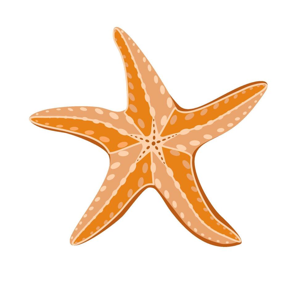 Starfish isolated on white background, illustration in flat technique vector