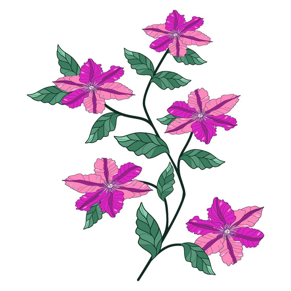 Clematis plant with flowers and leaves vector