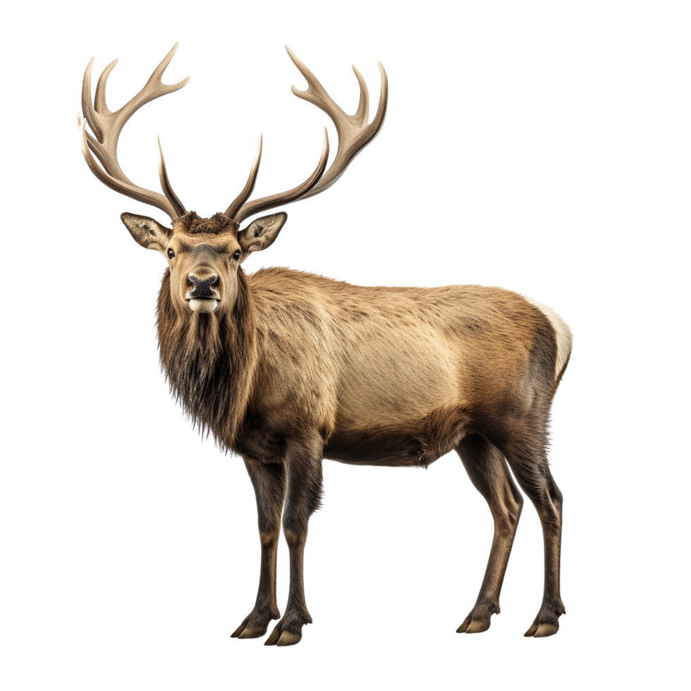 AI generated Elk clip art png