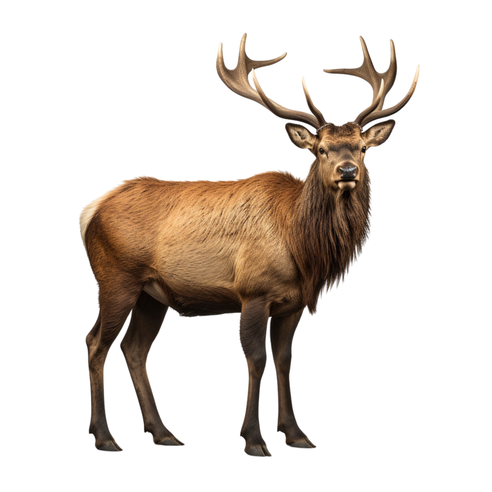 AI generated Elk clip art png