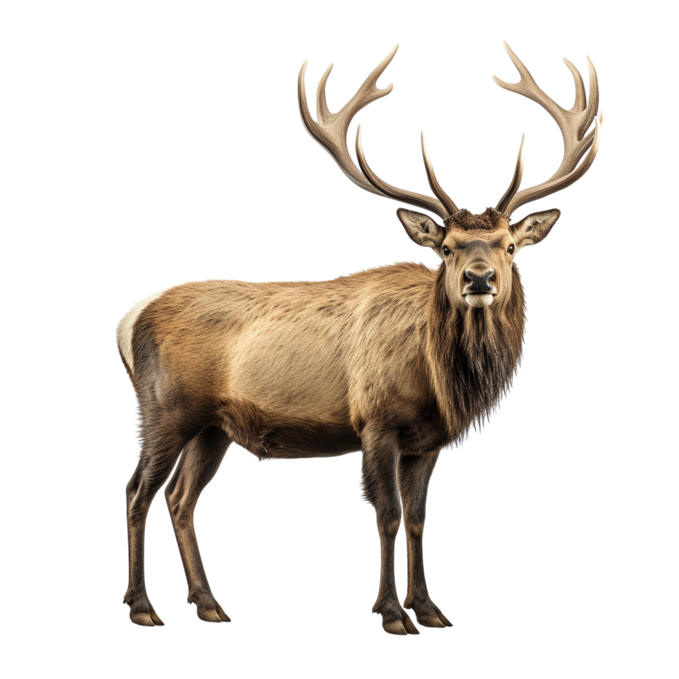 AI generated Elk clip art png