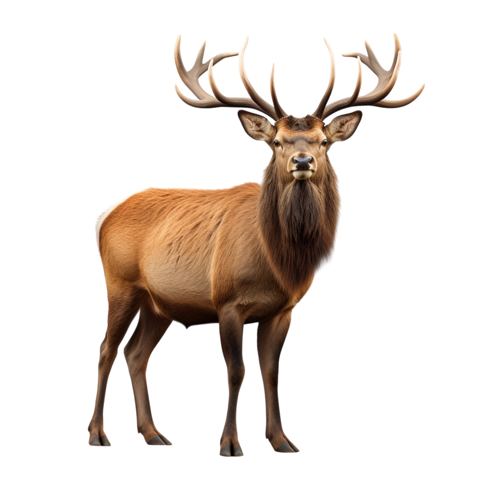 AI generated Elk clip art png