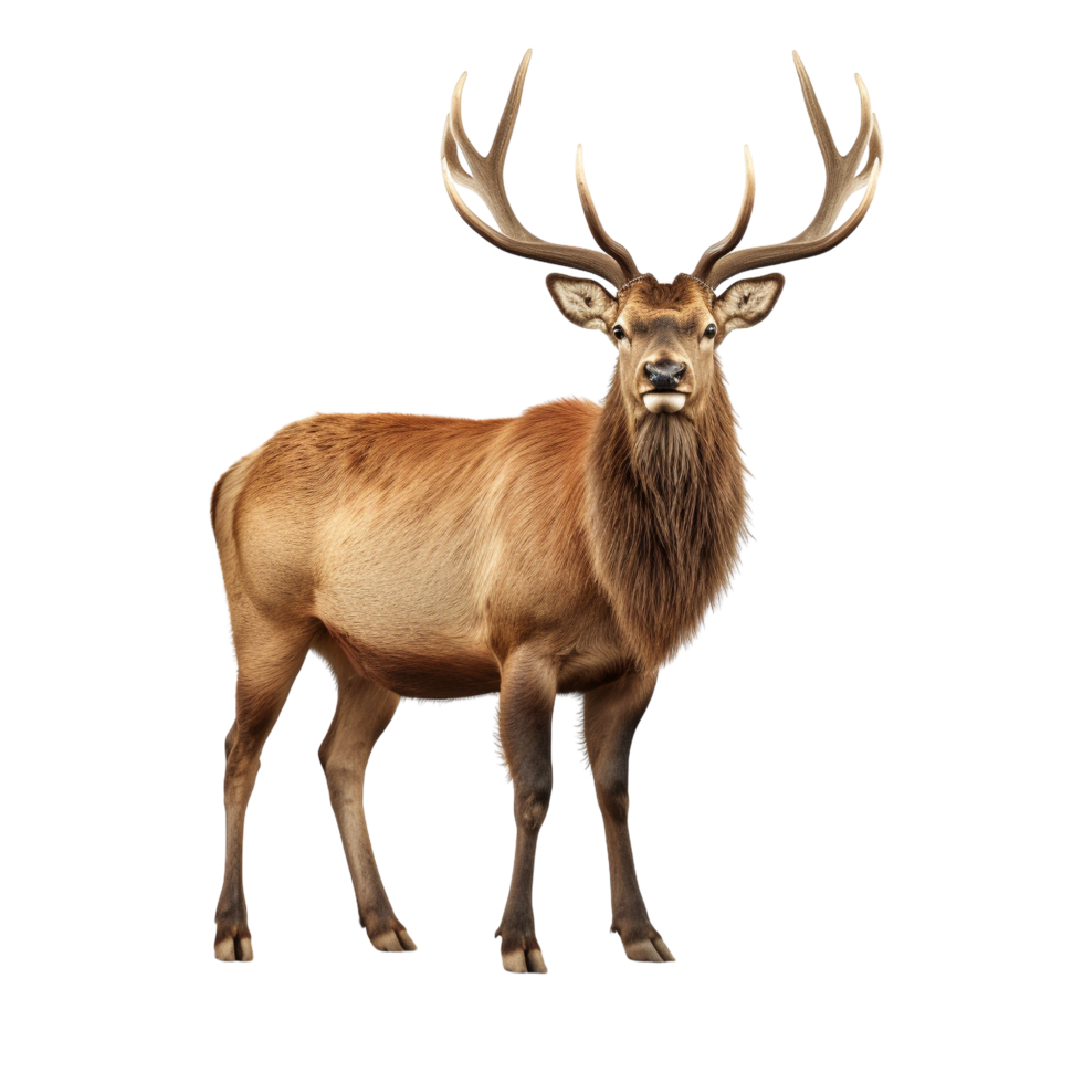 AI generated Elk clip art png