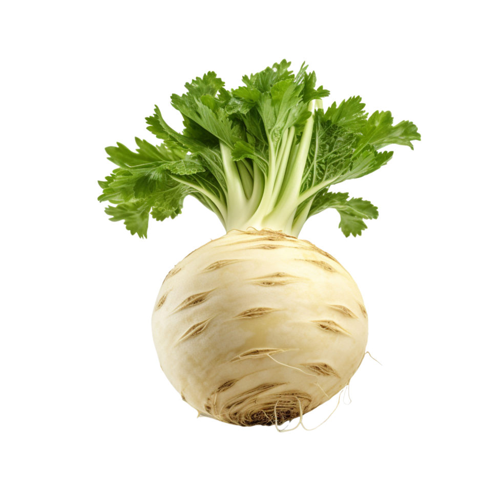 AI generated Celery root clip art png