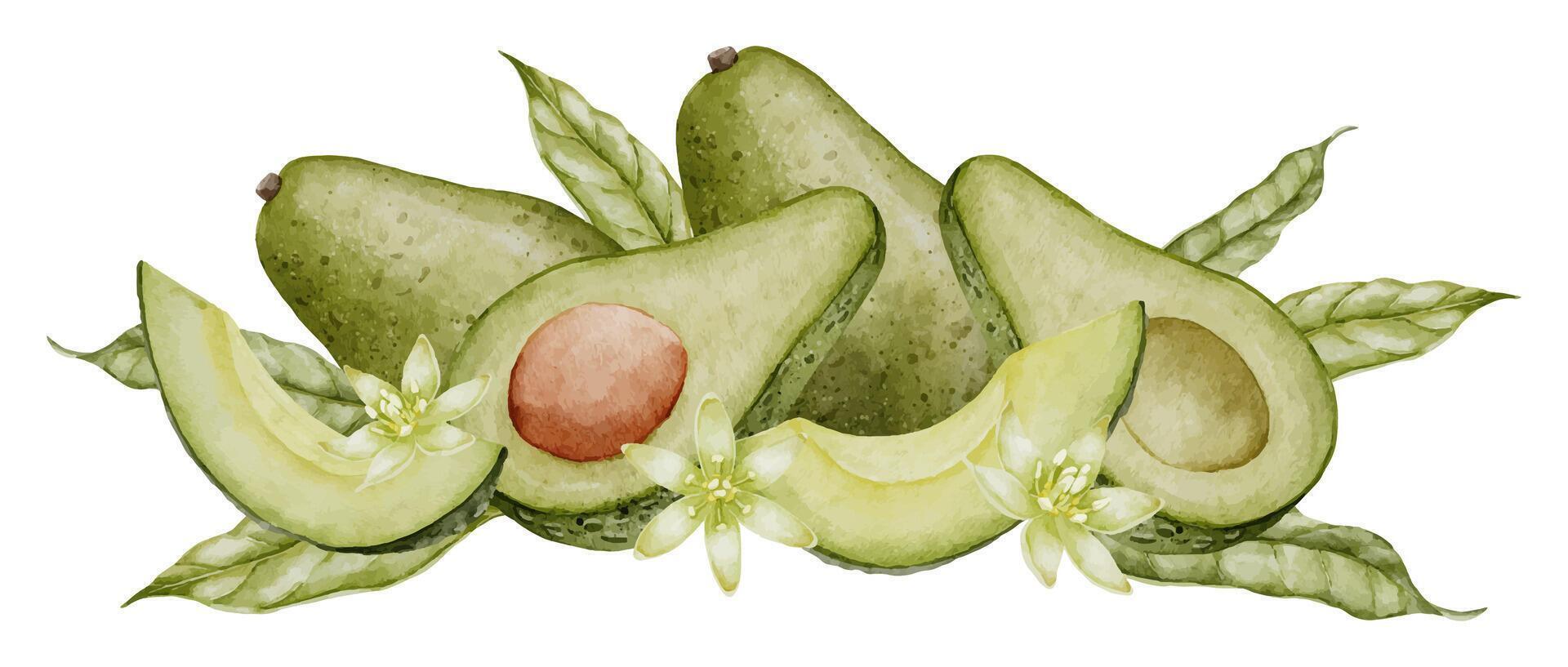 Avocado Watercolor illustration. Botanical drawing of Fruit with flower. Vegetable with leaves painting. Hand drawn clip art composition on isolated background. Vegan food for recipes and cookbooks. vector