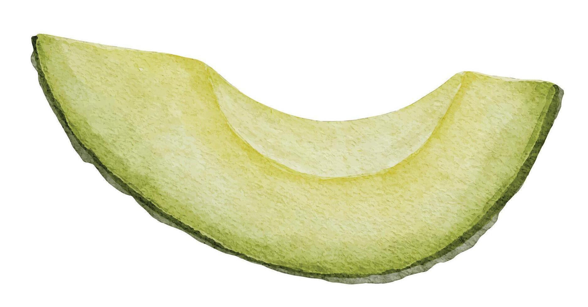 aguacate rebanada acuarela ilustración. mano dibujado acortar Arte en aislado blanco antecedentes. dibujo de un pedazo de fruta. botánico pintura de vegetal. bosquejo de un planta para receta y libro de cocina diseño vector