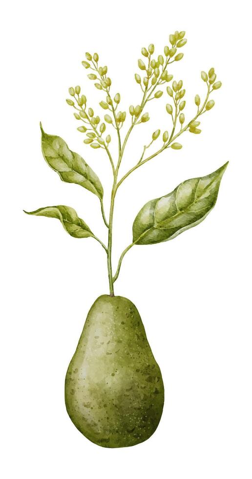 aguacate planta brote acuarela ilustración. botánico dibujo de Fruta árbol creciente desde un semilla. pintura de vegetal y hojas. mano dibujado clipart en aislado antecedentes. joven disparar a crecer comida vector