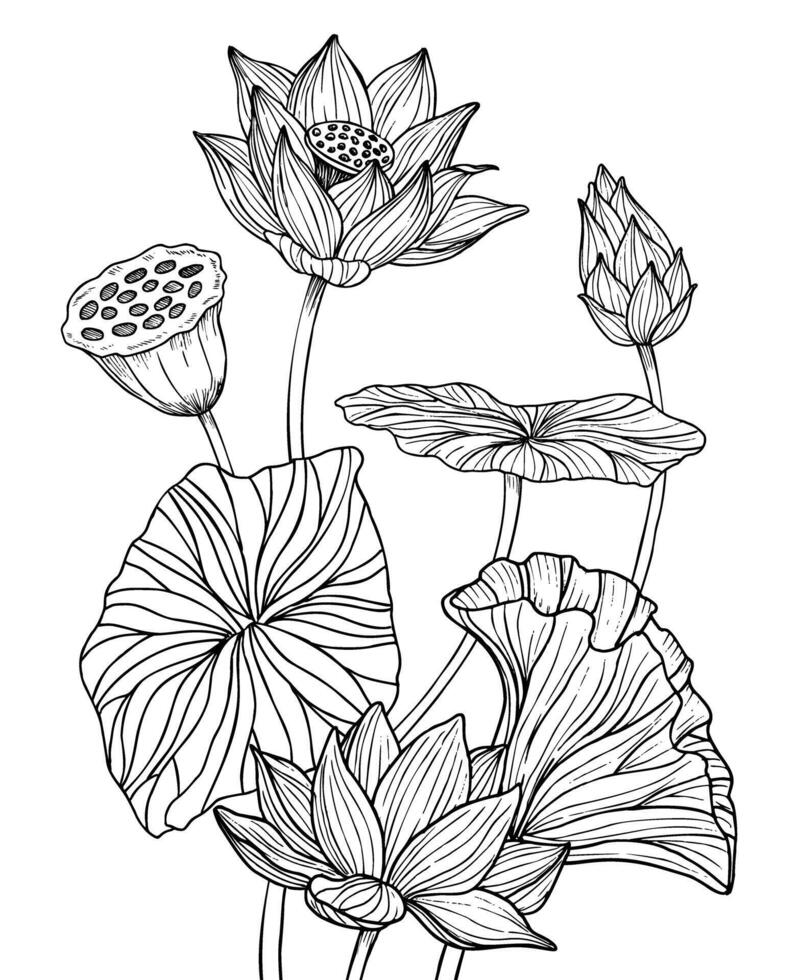 Lotus Flowers with leaves. Hand drawn vector illustration painted by black inks. Floral drawing of blooming waterlily for spa or Zen design. Etched botanical composition. Engraving for meditation