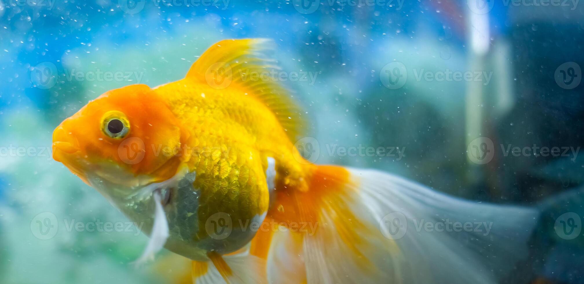 aquarium with fish, colored tropical fishes in aquarium, exotic fishes in aquarium photo