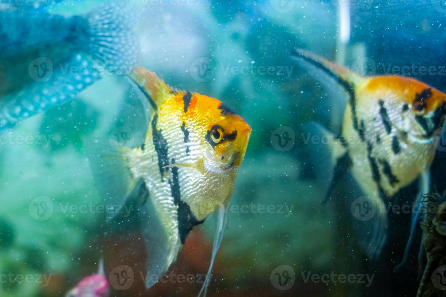 aquarium with fish, colored tropical fishes in aquarium, exotic fishes in aquarium photo