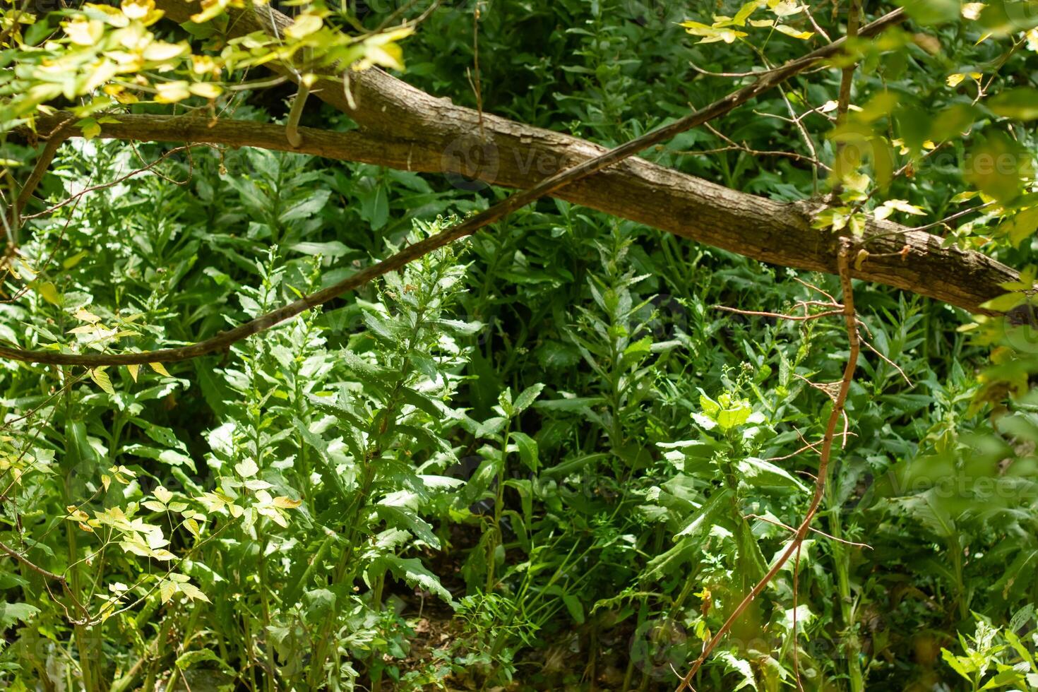 verano escena, naturaleza en el verano día foto