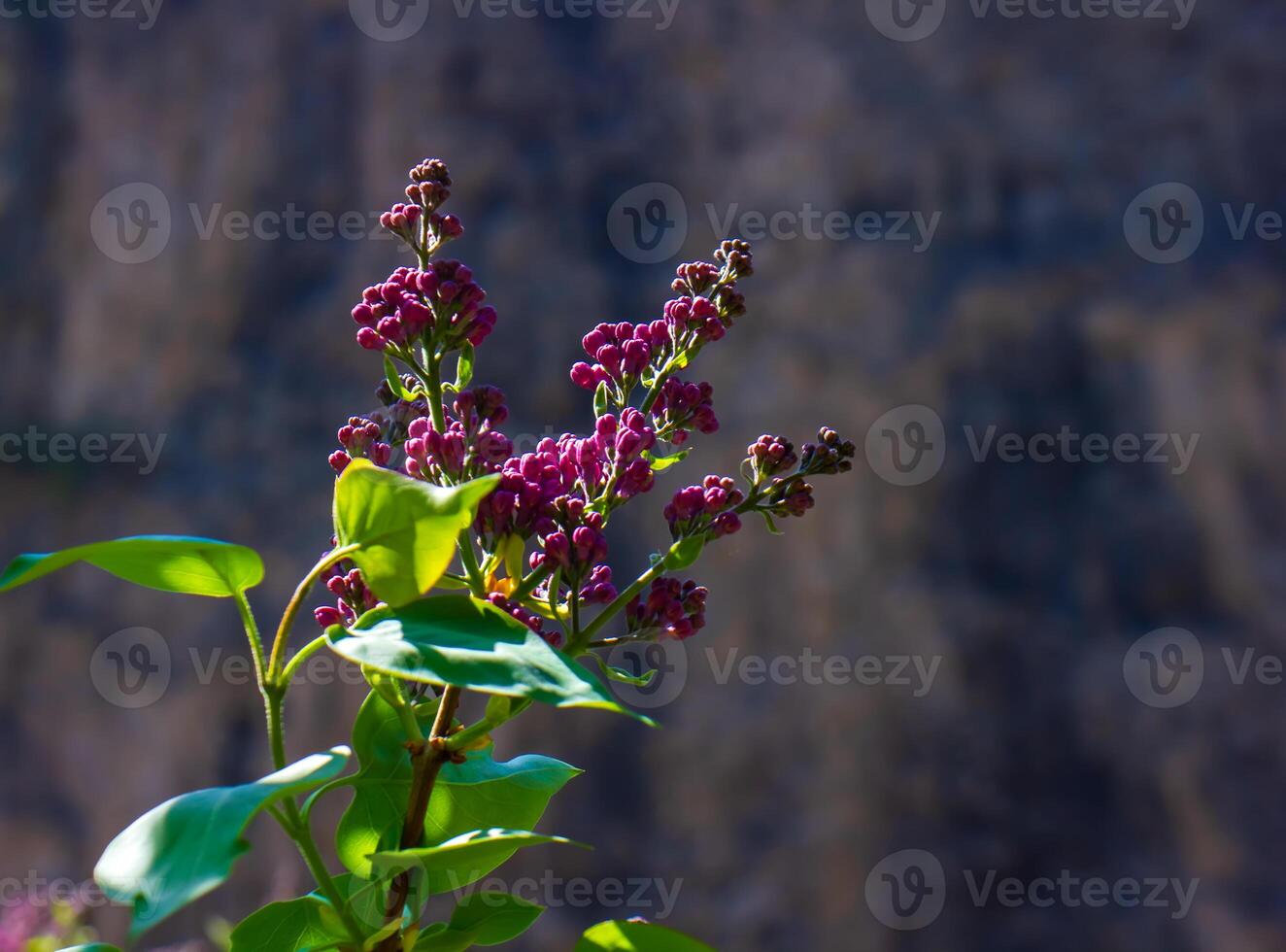 green nature in spring, spring scenery photo